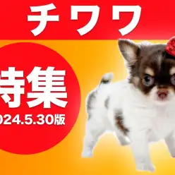 【 チワワ特集 】5/30現在在店中のチワワちゃん！最新動画は必見の可愛さ！
