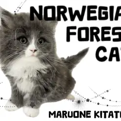【 ノルウェージャンフォレストキャット 】必見！今後が楽しみなイケニャン登場！