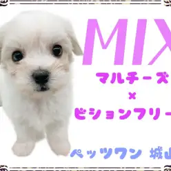 【 MIX 】 城山店初！とっても人懐っこいマルションちゃん降臨