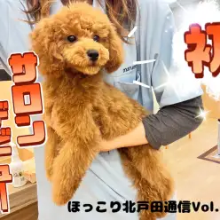 【 ほっこり北通Vol.66 】初サロンに挑戦のプーちゃん!