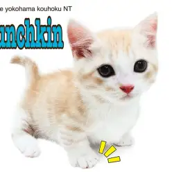 【 マンチカン 】短足自慢のコミカルな甘えん坊、マンチカン