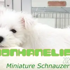 【 ホワイトシュナウザー成長ログ 】初めまして!ぼくシュナだよ!