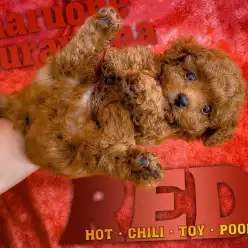 【トイプードル】毛量抜群・ドワーフ体系・マズル短めの濃厚レッドプードル！