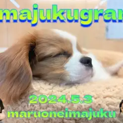 【 イマジュクグラム 】今宿店わんにゃんたちのワクチン接種に密着！