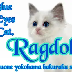 【 ラグドール 】警戒心はどこへやら？青い瞳が美しいぬいぐるみ猫