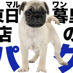 【 パグ 】生後2ヶ月半で現在約1.9kgのどっしり体型男子現る！