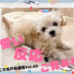 【 ほっこり北通Vol.65 】マルプーちゃんの可愛い反応をご覧あれ！