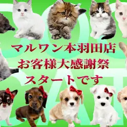 【 お知らせ 】マルワン本羽田店お客様大感謝祭スタート！可愛いワンニャンのご紹介！