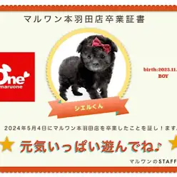 【 卒業記念 】トイプーのシエルくん卒業おめでとう!今までの感謝を込めて〜卒業ブログ〜