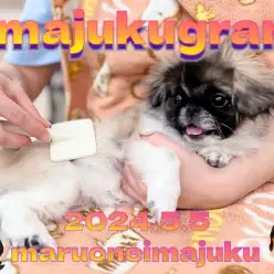 【 イマジュクグラム 】レアカラーのおっとりペキニーズちゃまのお手入れタイム！