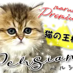 【 ペルシャ 】猫の王様！ゴージャス＆キュートのもふキャット！