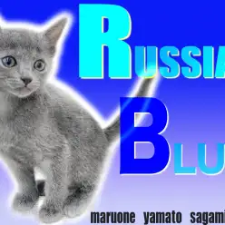 【 ロシアンブルー 】エメラルドグリーンの瞳を持つ甘えん坊な女の子!