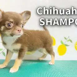 【 チワワ成長ログ 】シャンプー祭り第一弾！ちーちゃん編