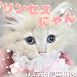 【 ほっこり北通Vol.58 】可愛さプリンセス級のサイベリアンちゃん！