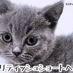 【 ブリティッシュショートヘア 】永遠の傑作！美しき濃いめブルー！美形にゃんこ！