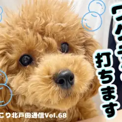 【 ほっこり北通Vol.68 】トイプーちゃんワクチン打ちます!