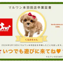 【 卒業記念 】マルプーのくるみちゃん卒業おめでとう！今までの感謝を込めて〜卒業ブログ〜