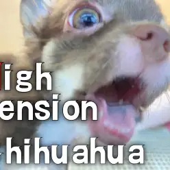 【 チワワ成長ログ 】スイッチ入ってハイテンションモード突入！！