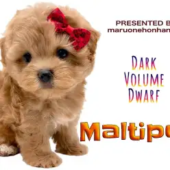 【 マルプー 】濃い！瀑毛！短足！くま顔がとっても可愛いマルプーちゃん降臨！