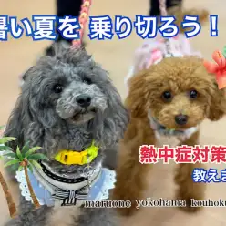 【 お役立て情報 】今から始める熱中症対策を教えちゃいます！