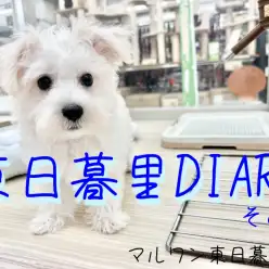 【 東日暮里DIARYその1 】マルシュナちゃんのブラッシング風景