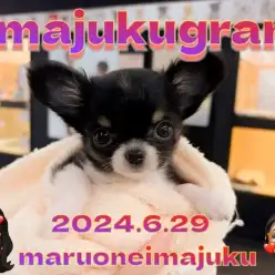 【 イマジュクグラム 】超温厚なプレミアムチワワちゃまのお手入れタイムに密着！