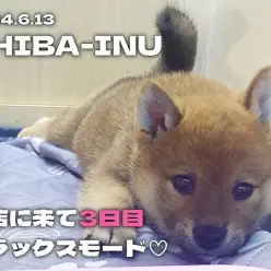 【 柴犬成長ログ 】お店に来て3日目！ヘソ天でリラックスモード！