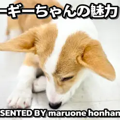 【 コーギー 】最大の魅力は嬉しいときのピコピコ！生後5ヶ月のピーチ姫に密着！