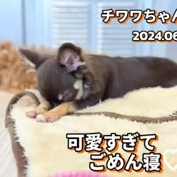 【 チワワ成長ログ 】とーっても可愛いお昼寝スタイル！チョコタンチワワちゃん！