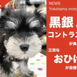 【 速報 】黒銀色が美しいシュナちゃんが可愛すぎる！【 NEWS横浜元町 】