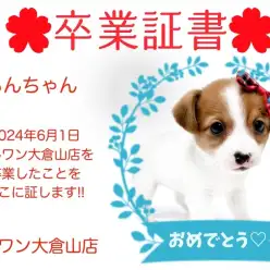 【 卒業証書 】らんちゃん卒業おめでとう！！スタッフママより愛を込めて！