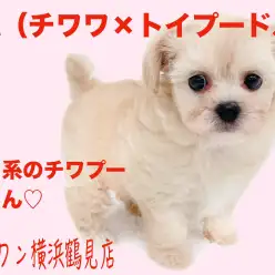 【 MIX 】童顔フェイスで鶴見店のアイドル、チワプーちゃん！！