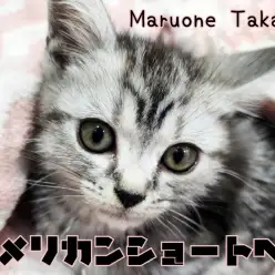 【 アメリカンショートヘア 】美しいシルバータビーに甘えん坊な性格の男の子登場!