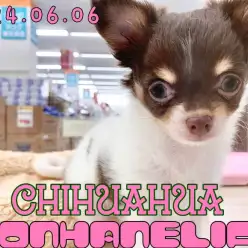 【 チョコタンチワワ成長ログ 】ちっちゃいけどパワー全開！全力で遊ぶチーちゃん！