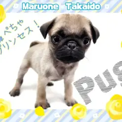 【 パグ 】鼻ペチャが可愛い女の子！お子様の最強パートナーが高井戸に登場！