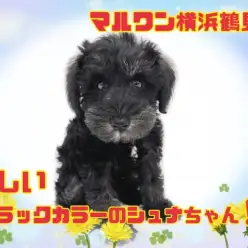 【 シュナウザー 】珍しいブラックカラーの、シュナちゃん仲間入り！！