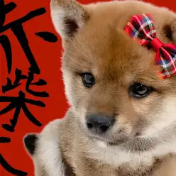 【 柴犬 】クマ顔フェイスのもっちりボディ！社交性抜群の赤柴はこの子に決まり！