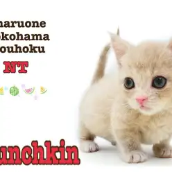 【 マンチカン 】小さめ、超短足、甘えん坊な男の子