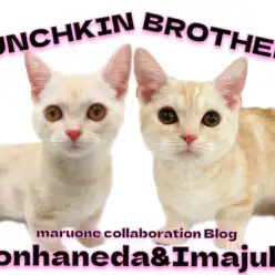 【 今宿店本羽田店コラボブログ 】兄弟マンチカンの成長した姿を検証してみた!