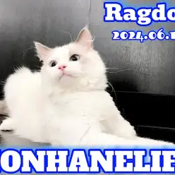 【 ラグドール成長ログ 】ぬいぐるみじゃないニャ！ラグドールちゃまニャ！