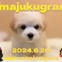 【 イマジュクグラム 】最強MIX犬！生後60日体重598gのマルプーちゃまが登場！