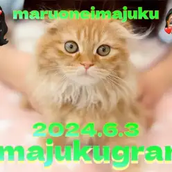 【 イマジュクグラム 】生後3ヶ月のスコティッシュちゃまのお手入れに密着！