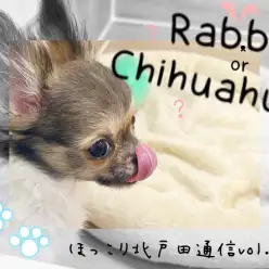 【 ほっこり北通Vol.75 】まるでうさぎ！？大きな耳をもったチワワちゃん