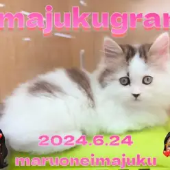 【 イマジュクグラム 】6/23入店！環境馴れ抜群の温厚サイベリアンちゃまに密着