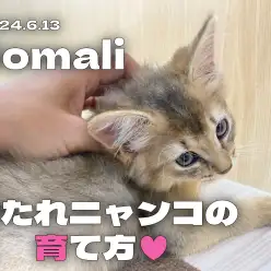 【 ソマリ成長ログ 】甘ったれニャンコの育て方！