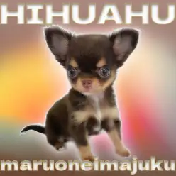 【 チワワ 】生後2ヶ月で501g！ティーカップサイズのチョコタンチワワ登場！