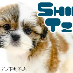 【 シーズー 】飼いやすい犬種ナンバーワン？！愛されルックスの癒し系わんこ！