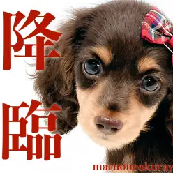 【 ミニチュアダックス 】横浜ナンバーワンの美貌を持ったチョコレートの女の子！