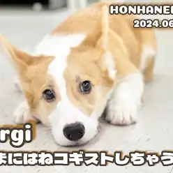 【 コーギー成長ログ 】可愛いコギストを披露！走るの大好きおちゃめなピーチ姫！