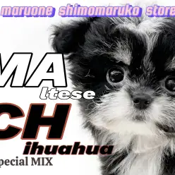 【 MIX 】ブラックマルチーズが君臨！？マルチーズとチワワの天才的なMIX！